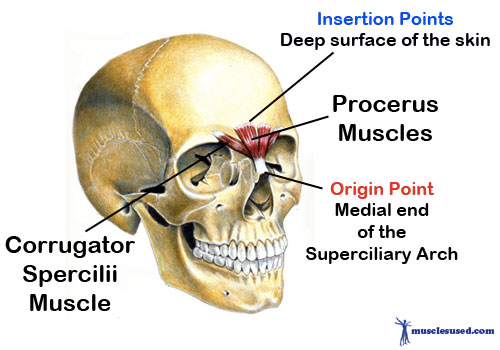 Corrugator-Spercilii-and-the-Procerus-Muscles "Currugator spercilii muscle" "Procerus muscle"