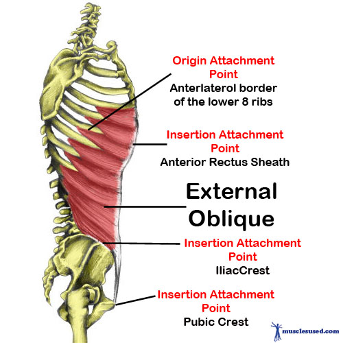 External Oblique Abdominals