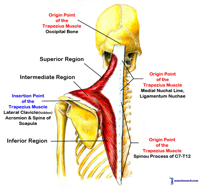 Trapezius Muscle Origin and insertion of trapezius